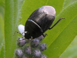 Reference :  Sehirus luctuosus - Forget-me-not Shieldbug  - DSCN7380