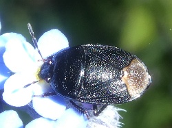 Reference :  Sehirus luctuosus - Forget-me-not Shieldbug  - P1360339