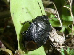 Reference :  Sehirus luctuosus - Forget-me-not Shieldbug  - P1360355