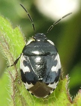 Reference :  Tritomegas bicolor - Pied Shieldbug  - DSCN1144