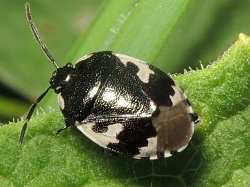 Reference :  Tritomegas bicolor - Pied Shieldbug  - DSCN1168