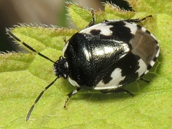 Reference :  Tritomegas bicolor - Pied Shieldbug  - DSCN1170