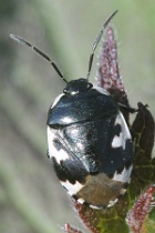 Reference :  Tritomegas bicolor - Pied Shieldbug  - KGB 2770