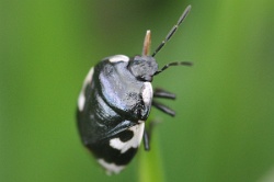 Reference :  Tritomegas bicolor - Pied Shieldbug  - KGB 3114