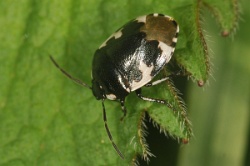 Reference :  Tritomegas bicolor - Pied Shieldbug  - KGB 4251