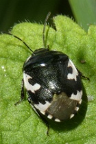 Reference :  Tritomegas bicolor - Pied Shieldbug  - P1090517