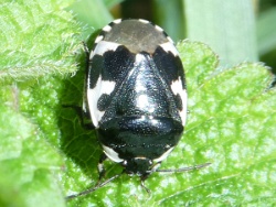 Reference :  Tritomegas bicolor - Pied Shieldbug  - P1230811