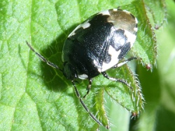 Reference :  Tritomegas bicolor - Pied Shieldbug  - P1270892