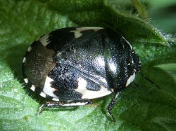 Reference :  Tritomegas bicolor - Pied Shieldbug  - P1270898