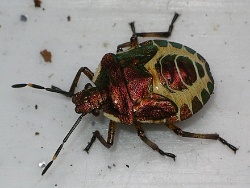 Reference :  Troilus luridus - Bronze Shieldbug  - IMGP2479