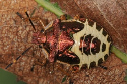 Reference :  Troilus luridus - Bronze Shieldbug  - KGB 1281