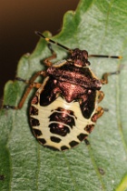 Reference :  Troilus luridus - Bronze Shieldbug  - KGB 1382