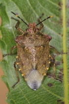 Reference :  Troilus luridus - Bronze Shieldbug  - KGB 1407