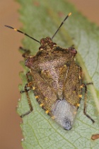 Reference :  Troilus luridus - Bronze Shieldbug  - KGB 1416