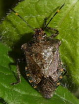 Reference :  Troilus luridus - Bronze Shieldbug  - P1140988