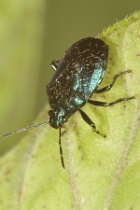 Reference :  Zicrona caerulea - Blue Shieldbug  - KGB 1956