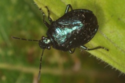 Reference :  Zicrona caerulea - Blue Shieldbug  - KGB 1964