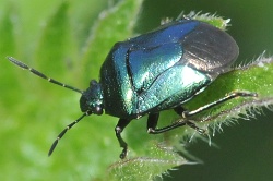 Reference :  Zicrona caerulea - Blue Shieldbug  - KGB 2109