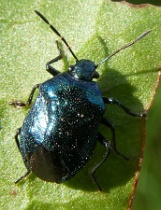 Reference :  Zicrona caerulea - Blue Shieldbug  - P1140898