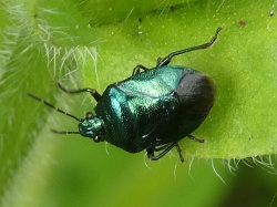 Reference :  Zicrona caerulea - Blue Shieldbug  - P1360414