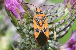 Reference :  Corizus hyoscyami  - KGB 1575