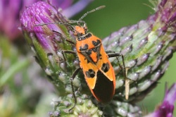 Reference :  Corizus hyoscyami  - KGB 1577