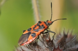 Reference :  Corizus hyoscyami  - KGB 3754