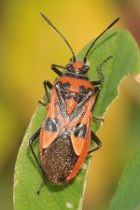 Reference :  Corizus hyoscyami  - KGB 3776