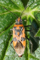 Reference :  Corizus hyoscyami  - P1180898