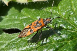 Reference :  Corizus hyoscyami  - P1180910