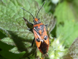 Reference :  Corizus hyoscyami  - P1360406