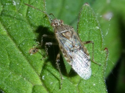 Reference :  Liorhyssus hyalinus  - P1330262