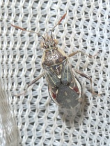 Reference :  Liorhyssus hyalinus  - P1340160