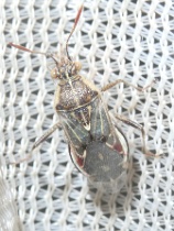 Reference :  Liorhyssus hyalinus  - P1340161