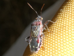 Reference :  Liorhyssus hyalinus  - P1340179