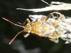 Reference :  Stictopleurus abutilon  - P1340700